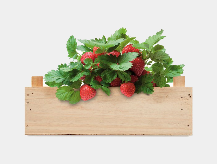 Jardinière Publicitaire fraises - CIFLORA46