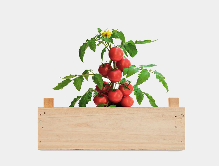 Kit tomates Publicitaires jardinière - ROMA46